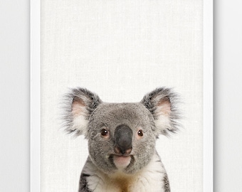 Australian Koala Photo Print, Nursery Animal Wall Art (Digital Download)