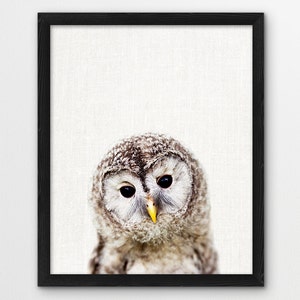 May include: A close-up of an owl with brown and white feathers. The owl has large, dark eyes and a yellow beak. The owl is looking directly at the camera.