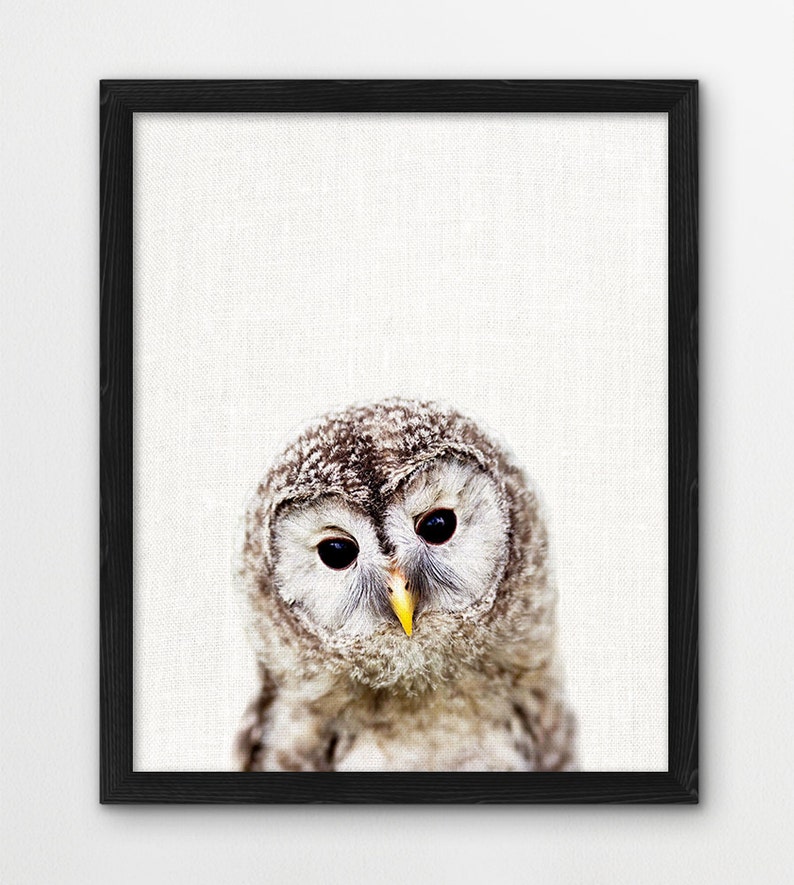 May include: A close-up of an owl with brown and white feathers. The owl has large, dark eyes and a yellow beak. The owl is looking directly at the camera.