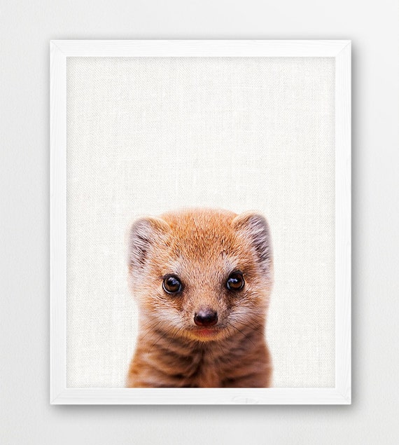 Buy Mongoose Print Mongoose Photo African Safari Animals Art