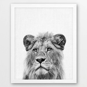 Lion Print, Young Lion Photo, Safari African Animals Photography, Nursery Wall Art, Black White Photo Print, Kids Room Printable Home Decor