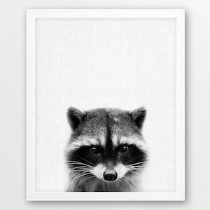 Raccoon Print, Baby Raccoon Photo Print, Woodlands Animals Black White Photography, Nursery Animals Wall Art, Kids Room Decor, DIY digital