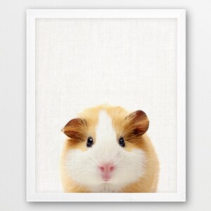 Guinea Pig Print, Guinea Pig Photo, Cute Animals Art Photo, Printable Nursery Animal Wall Art, Animals Color Photo Print, Kids Room Decor