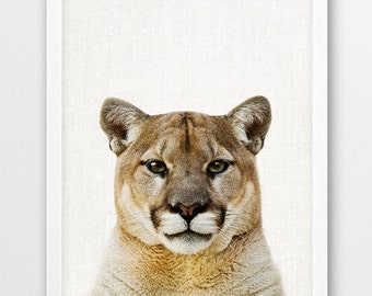 May include: A close-up portrait of a cougar, a large wild cat, with a white background. The cougar has a light brown coat with darker markings around its eyes and nose. It is looking directly at the camera with a serious expression.