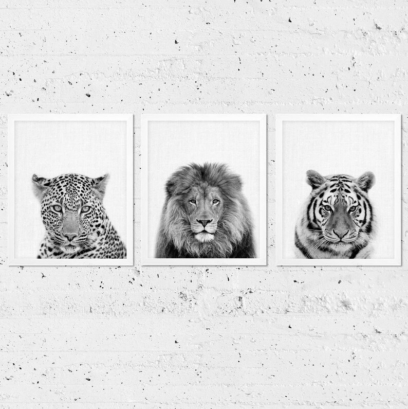 May include: Three black and white animal portraits in frames. A leopard, a lion, and a tiger.