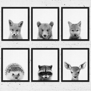 May include: Six black and white framed prints of different animals. The animals are a fox, a bear, a wolf, a hedgehog, a raccoon, and a deer.