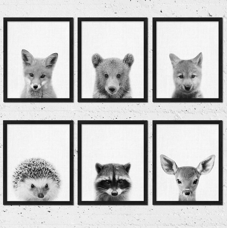 May include: Six black and white framed prints of different animals. The animals are a fox, a bear, a wolf, a hedgehog, a raccoon, and a deer.