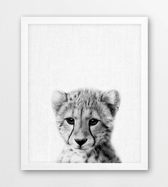 Cheetah Print Baby Cheetah Cub Photo Africa Safari Savanna Etsy