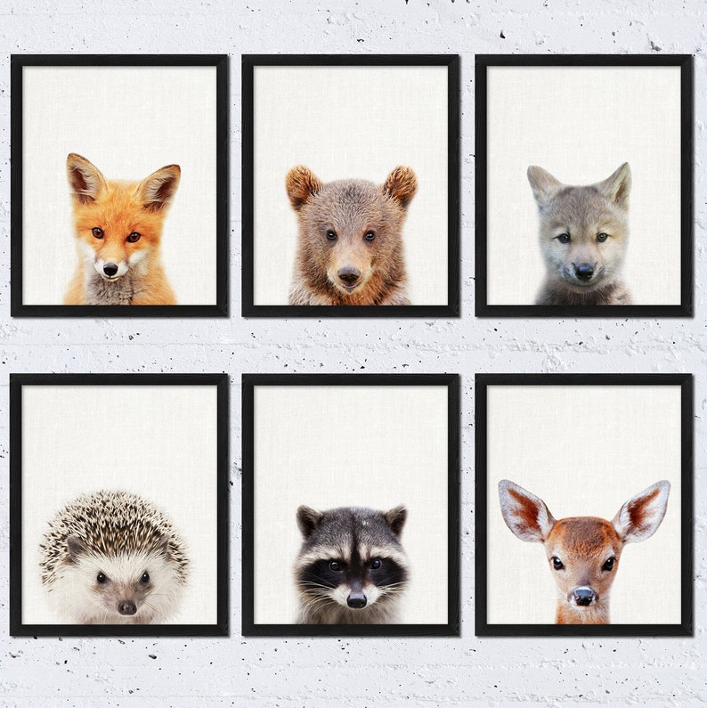 May include: Six framed prints of different animals, including a fox, bear, wolf, hedgehog, raccoon, and deer. Each print features a close-up of the animal's face against a white background.