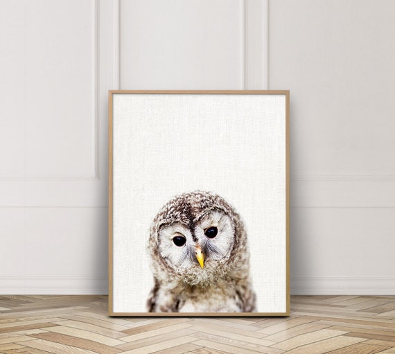 Owl Print, Bird Print, Woodland Animals Owl Photo Print, Nursery Wall Art, Cute Baby Owl Photography, Kids Room Nursery Decor, DIY digital