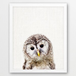 May include: A close-up of a brown and white owl with large, dark eyes. The owl is looking directly at the camera with a curious expression.