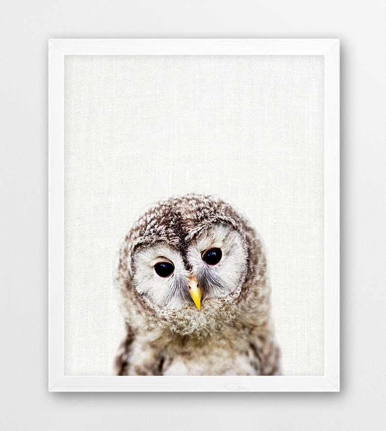 May include: A close-up of a brown and white owl with large, dark eyes. The owl is looking directly at the camera with a curious expression.