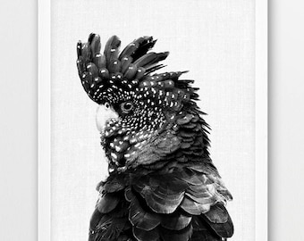 Kakadu Papagei Druck, Papagei Foto, australischer exotischer Vogel, schwarz weiß Fotografie, Baby Dusche Kinderzimmer Wandkunst, Kinderzimmer druckbare Kunst