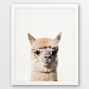 Alpaca Print, Alpaca Llama photography, Nursery Wall Art, Cute Animal Beige Color Photo, Kids Room Print, Nursery Decor Wall Art, Printable