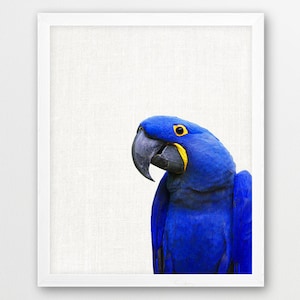 Macaw Parrot Print, Exotic Birds Photo, Hyacinth Blue Macaw Photography, Nursery Wall Art, Parrot Photo, Kids Room Nursery Decor, Printable