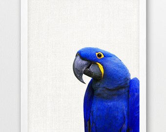 Macaw Parrot Print, Exotic Birds Photo, Hyacinth Blue Macaw Photography, Nursery Wall Art, Parrot Photo, Kids Room Nursery Decor, Printable