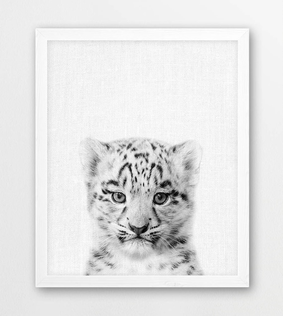 Snow Leopard Print Cute Baby Leopard Cub Photo Print Animals Etsy Nederland