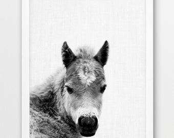 Horse Print, Baby Horse Foal Photo, Animals Photo, Nursery Animal Wall Art, Cute Animals Black White Photography, Kids Room Printable Decor