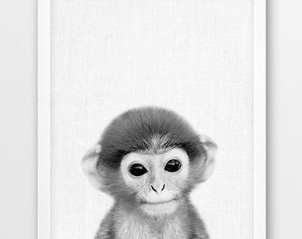 Real cheap baby monkeys