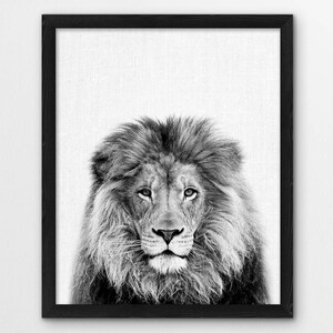 May include: Black and white photograph of a lion's face with a full mane. The lion is looking directly at the camera.