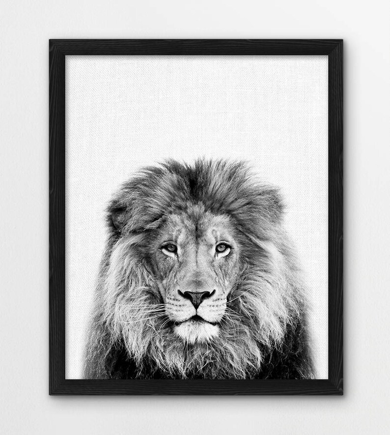 May include: Black and white photograph of a lion's face with a full mane. The lion is looking directly at the camera.