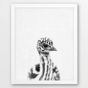 Nursery Wall Decor, Emu Print, Cute Baby Emu, Australian Bird Print, Animals Print, Nursery Art Print, Kids Room Art Decor, Baby Shower Gift