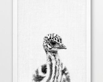 Nursery Wall Decor, Emu Print, Cute Baby Emu, Australian Bird Print, Animals Print, Nursery Art Print, Kids Room Art Decor, Baby Shower Gift
