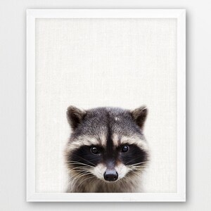 Raccoon Print, Baby Raccoon photo, Animal Print, Woodlands Animal, Nursery Wall Art, Cute Animal, Kids Room Nursery Print Decor, DIY Digital