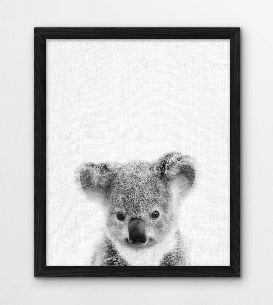 Koala Print Cute Baby Koala Photo Australian Animals Photo Etsy