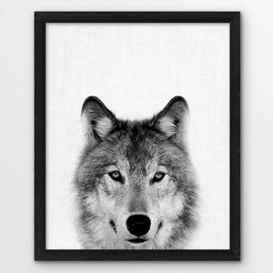 May include: Black and white photograph of a wolf's face. The wolf is looking directly at the camera with a serious expression. The image is framed in a black frame.