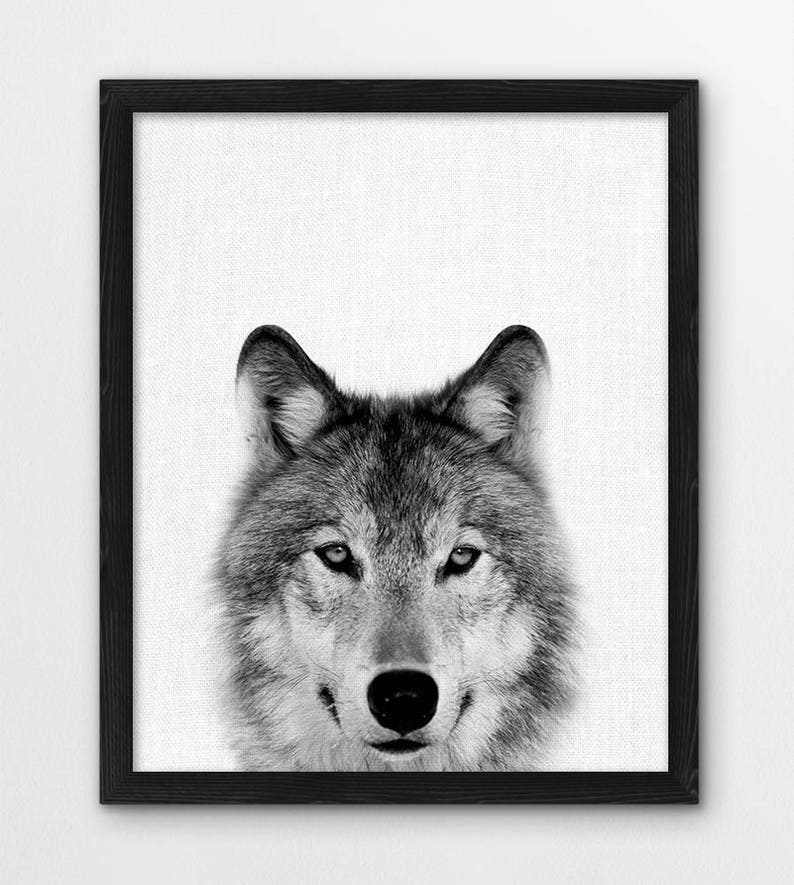 May include: Black and white photograph of a wolf's face. The wolf is looking directly at the camera with a serious expression. The image is framed in a black frame.