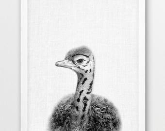 Nursery Wall Art, Ostrich Print, Baby Ostrich, Safari Africa Bird Print, Animals Print, Nursery Art Print, Kids Room Decor, Baby Shower Gift