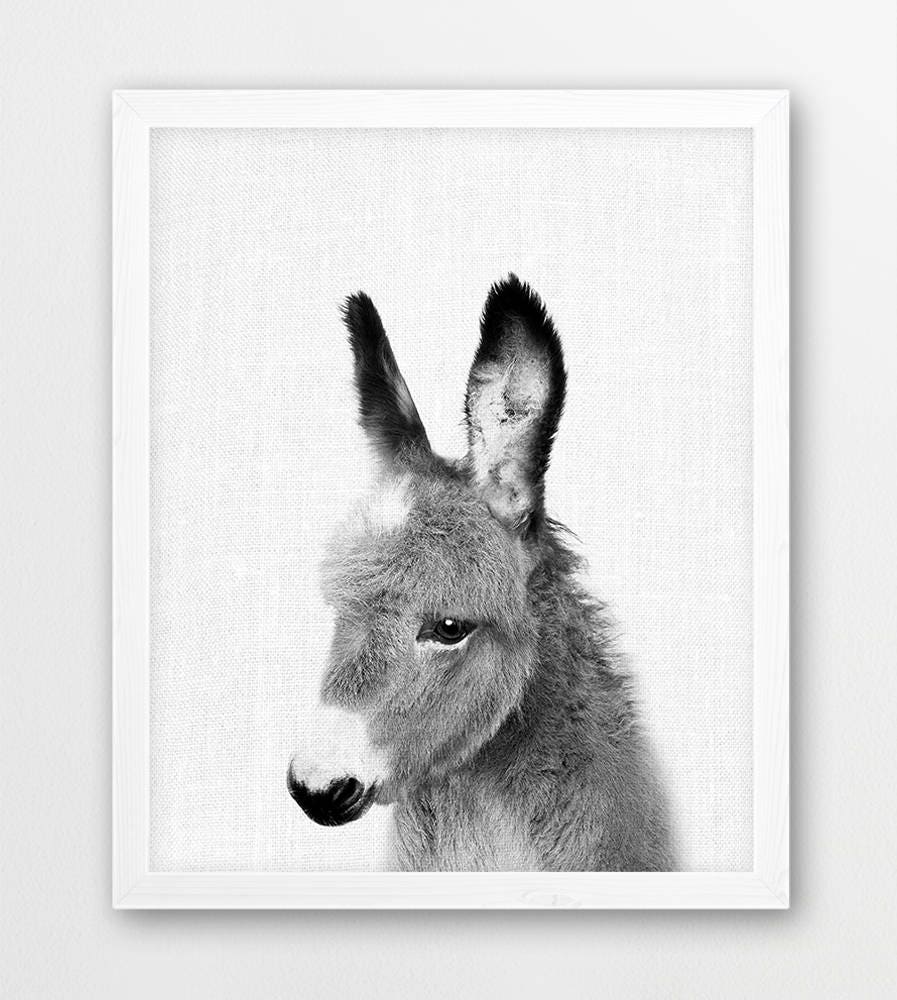 Donkey Print Donkey Photo Animals Art Photo Baby Shower Etsy
