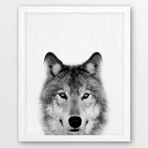 May include: Black and white photograph of a wolf's face. The wolf is looking directly at the camera with a serious expression. The image is framed in a white frame.