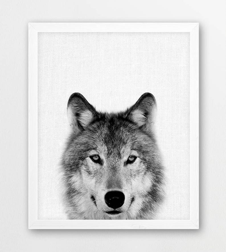 May include: Black and white photograph of a wolf's face. The wolf is looking directly at the camera with a serious expression. The image is framed in a white frame.