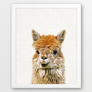 Lama print, alpaca lama foto, kunst aan de muur kinderkamer, schattige dieren kleurenfotografie, lama alpaca kinderkamer print, kinderkamer home afdrukbaar decor