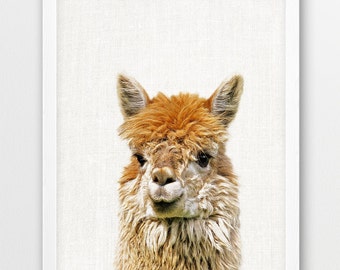 Llama Print, Alpaca Lama Photo, Nursery Wall Art, Cute Animals Color Photography, Llama Alpaca Kids Room Print, Nursery Home Printable Decor