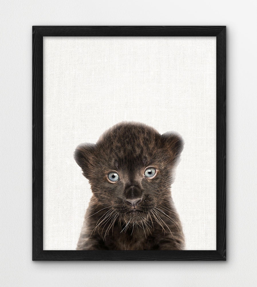 Panther Cub Print, Baby Panther Photo, Jungle Animals Print, Nursery Wall  Art, Cute Animal Photo, Kids Room Nursery Printable Decor, DIY Art - Etsy, image size:897x1000