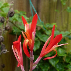 Organically Grown Canna Lily Seeds Each Order 50+ Seeds!
