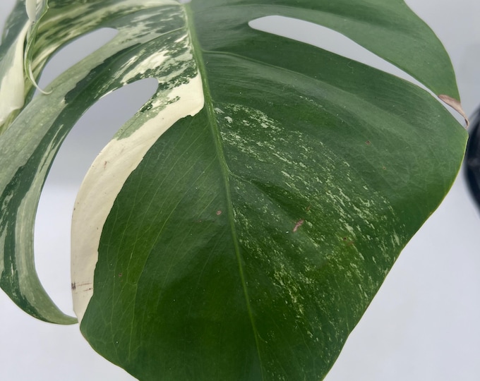 Monstera Albo Variegata | Highly Variegated Mature Plant | Half Moon & Sectoral Variegation | Fenestrated Rare Monstera | Exact Plant