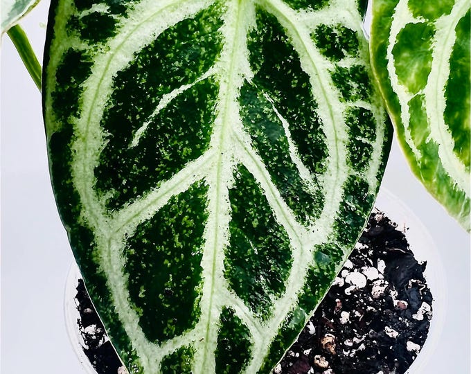 Anthurium Crystallinum | Exact Plant | Velvet Anthurium | Silver Veined Rare Aroid