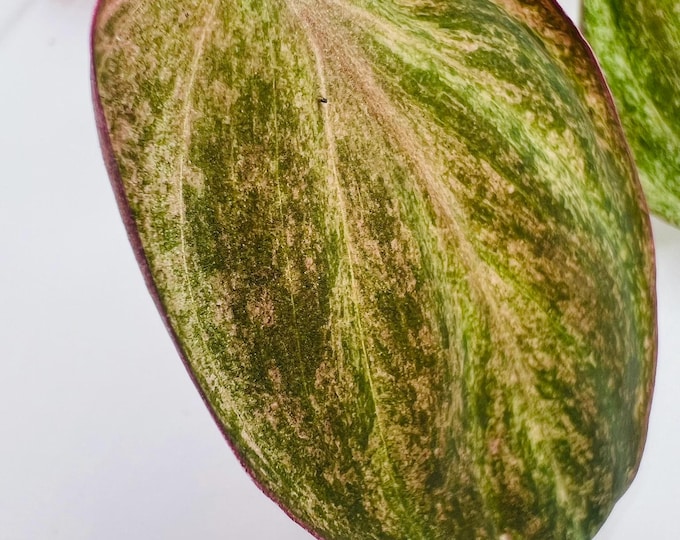 Philodendron Micans Galaxy Pink Mint | Exact Plant | Established Variegated Micans | Rare Collector Speciem
