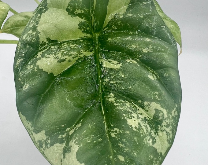 Alocasia Sinuata Albo Variegated | Highly Variegated Rare Alocasia | Mature Collector Plant | Exact Plant