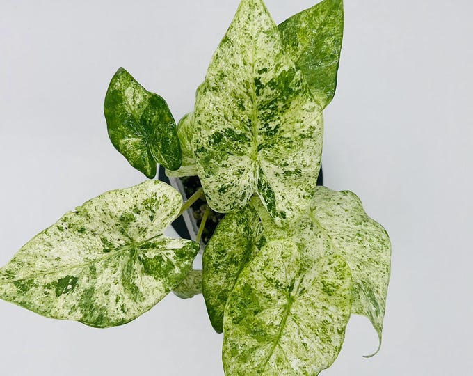 Alocasia Odora Batik Variegated Plant | Exact Collector Aroid Foliage