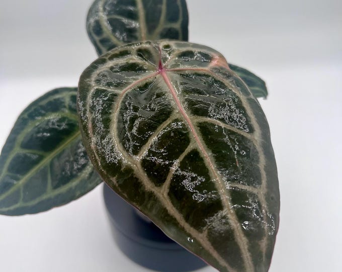 Anthurium (KOS × Red Crystallinum) × (Zara × Dark Handsome) | Dark Velvet Collector Hybrid | Exact Plant