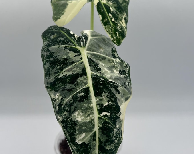 Alocasia Frydek Albo Variegated | Highly Variegated Frydek | Mint Marble Variegation | Rare Alocasia | Exact Plant
