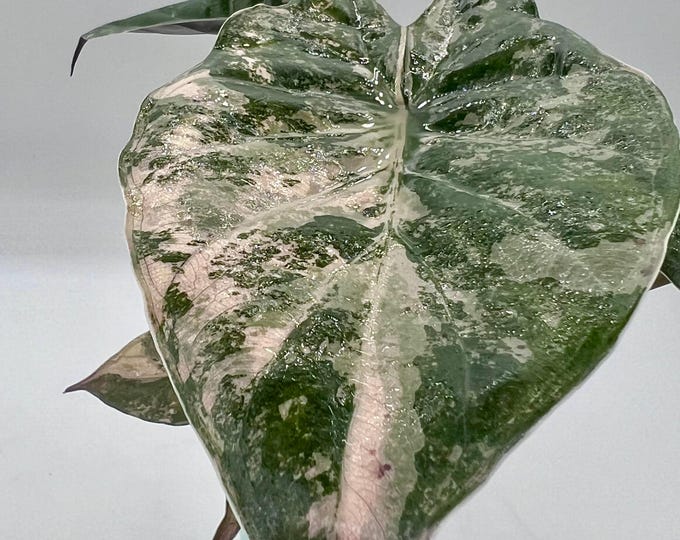 Alocasia Wentii Pink Albo Variegated | Highly Variegated Rare Alocasia | Pink Cream Marble Collector Plant