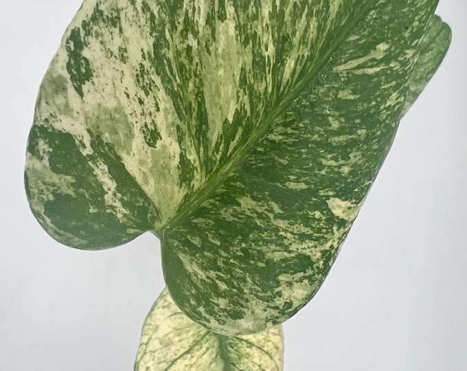 Monstera White Monster Variegated | Highly Variegated Rare Monstera | Large Established Exact Plant