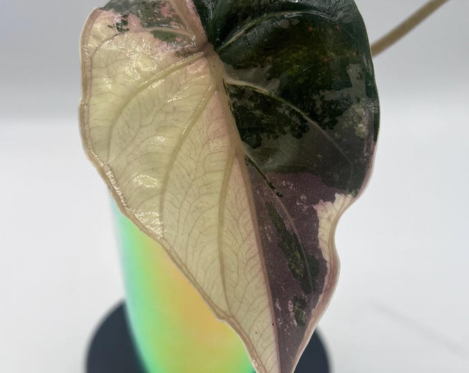 Alocasia Wentii Pink Albo Variegated | Highly Variegated Pink Wentii | Rare Alocasia | New Leaf Emerging | Exact Plant