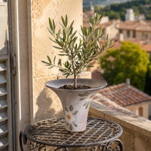 May include: A small olive tree with slender green leaves planted in a wide, flared ceramic pot. The pot features a light gray finish with hand-painted white flowers and green leaves around the exterior. The plant sits in dark potting soil.